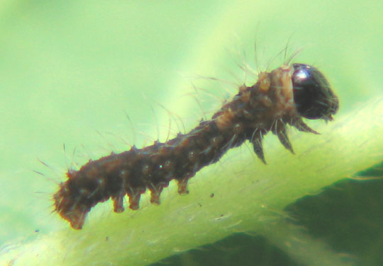 Bombyx mori, the China Silkworm