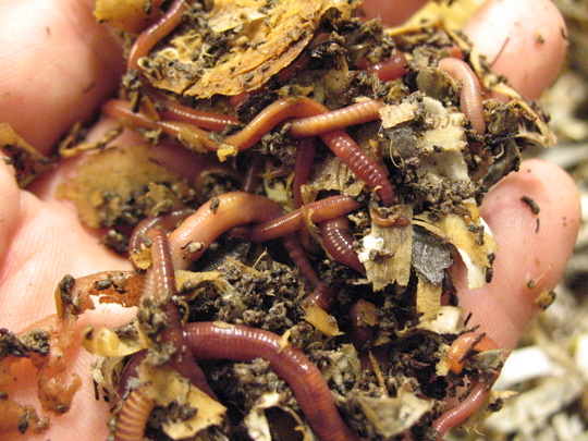 I've got worms. Actual worms. – WormSpit