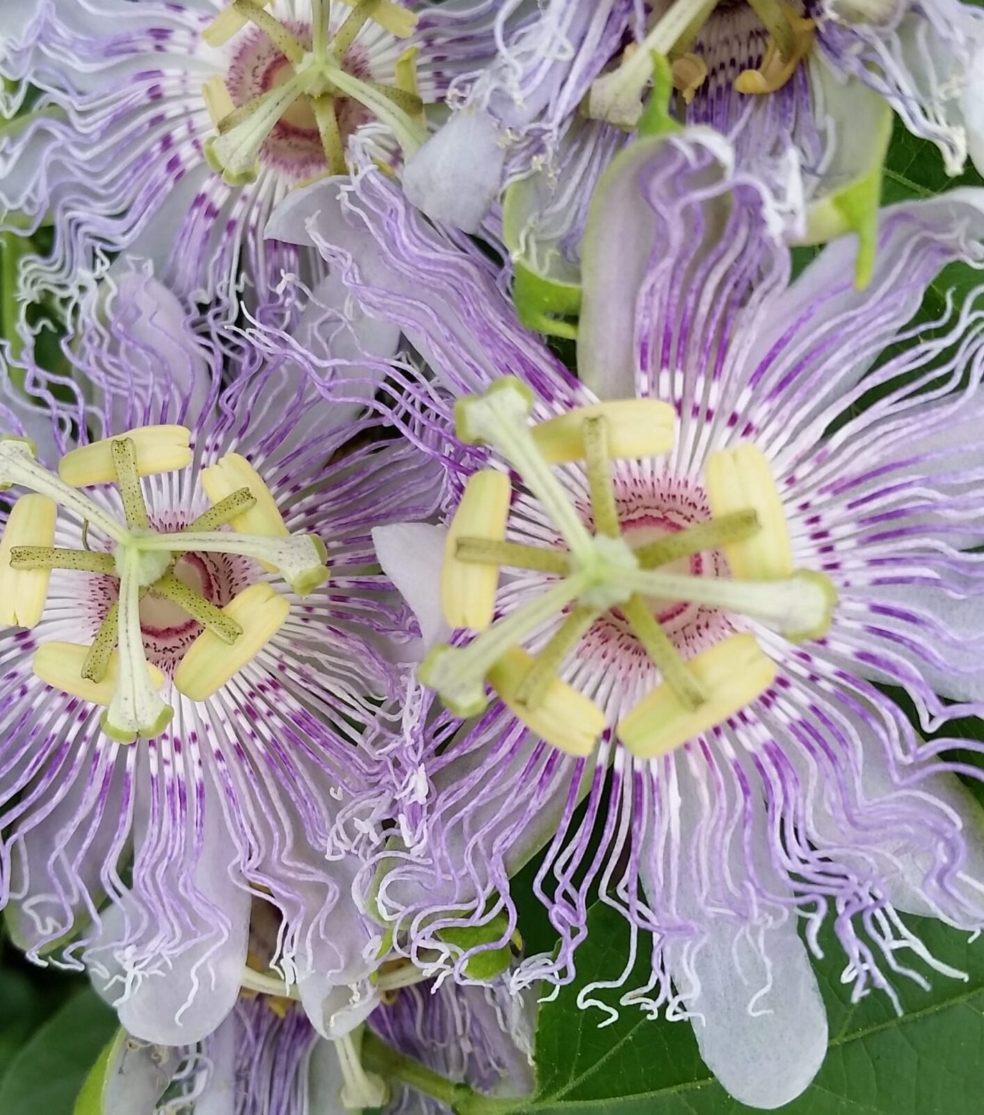 SILLY COW Climbing Vine Tropical HYBRID 10 Seeds Passiflora Seeds