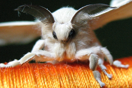 Macro moth photos – WormSpit